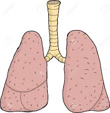 pulmones.jpeg