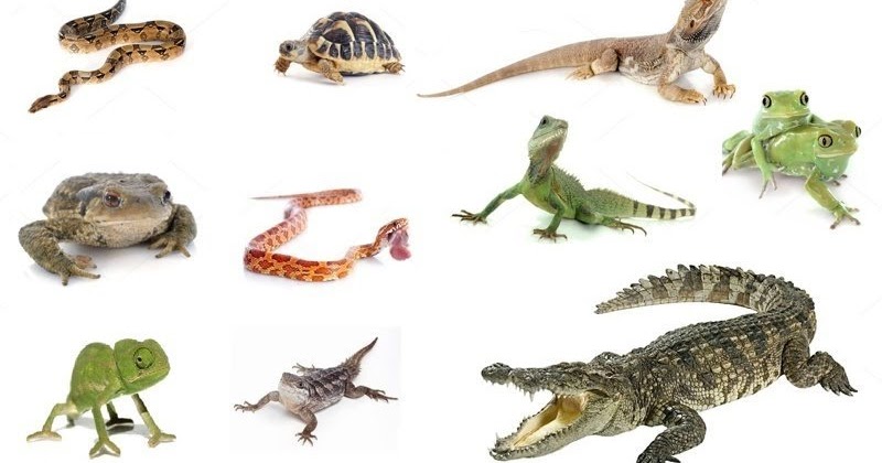 Reptiles.jpg