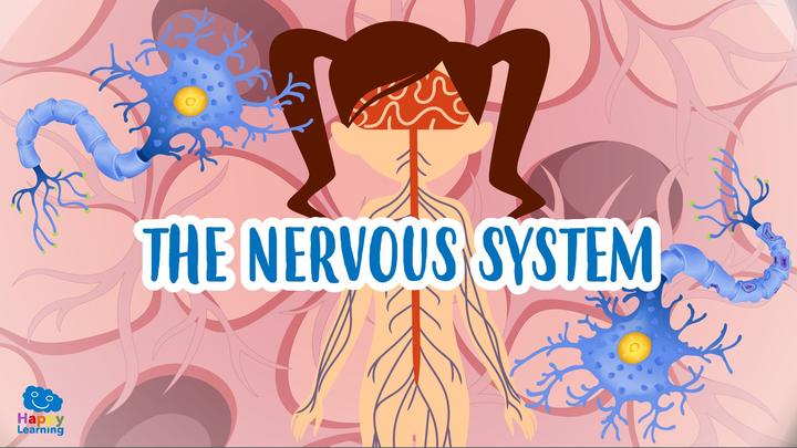 the-nervous-system.jpg